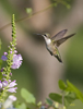Ruby-throated Humingbird female